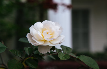 single white rose
