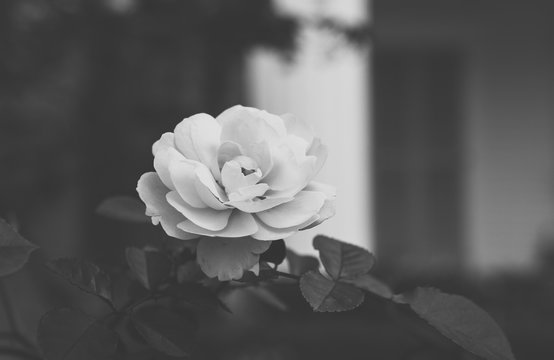 black and white single rose