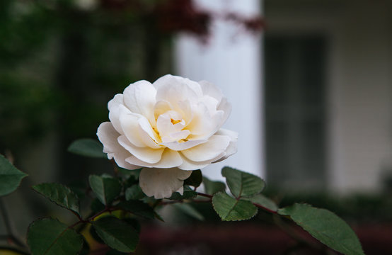 single white rose