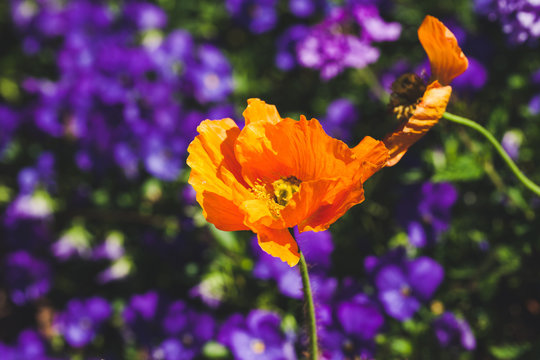 orange poppys against a vibrant purple backgroud
