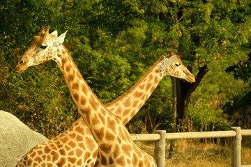 deux girafes se rencontrent