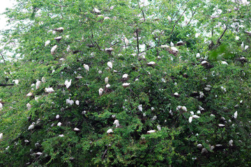 Birds Sleeping on Tree