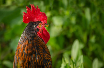 Gallo