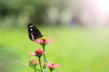 black butterflies perch on the flower buds in the garden