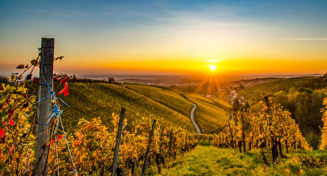Weinberge Weinreben Weintrauben im Schwarzwald n&auml;he Offenburg Ortenaukreis