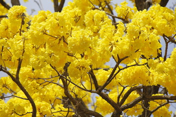 Yellow flower petals of Golden Trumpet Tree (Handroanthus albus)