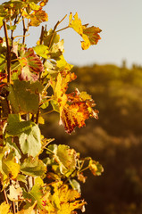 Weinberge Weinreben Weintrauben im Schwarzwald nähe Offenburg Ortenaukreis