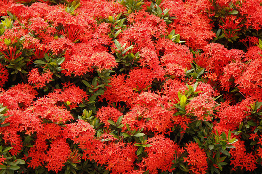 Close-up in a garden covered with beautiful red flowers of the Ixora genus