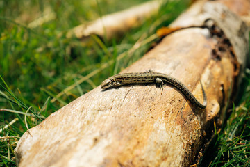 Little brown lizard sitting on old log in nature