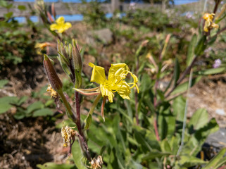 Yellow Wildflower on the California Coast