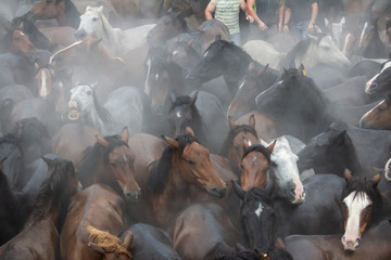 caballos salvajes entre la niebla producida por su propio sudor © carmencristino