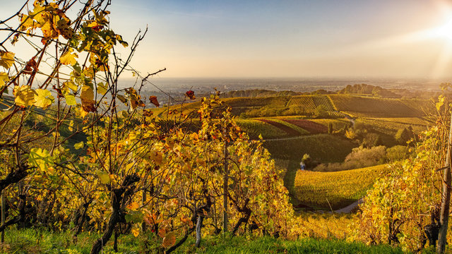 Weinberge Weinreben Weintrauben im Schwarzwald n&auml;he Offenburg Ortenaukreis