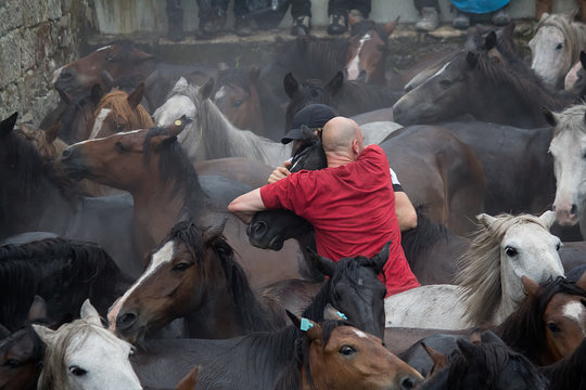 hombre entre caballos salvajes