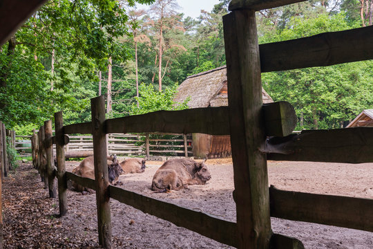 Niewola Bilder Durchsuchen 405 Archivfotos, und Videos