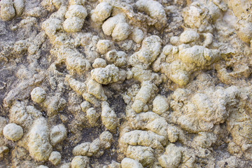 Texture of marine sedimentary rock. Coprolites of the ancient inhabitants of the sea.