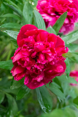 Pink peony flower with green leaves on a background of greenery in the garden. Gardening. Garden and vegetable garden. Autumn harvest. Summer flowers. Bouquet. Background. Wallpaper. texture. close up