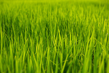 Green grassland with outdoor sun lighting.
