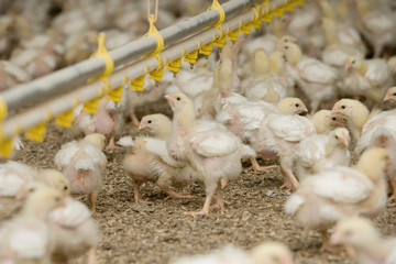 Chicken. Poultry. Chicklets. Chickenbarn. Farming