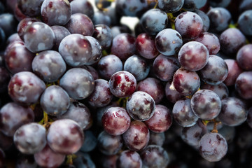 Harvested Grape fruits at the market for sale.
