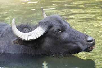 Fototapeta premium Wasserbüffel