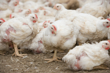 Chicken. Poultry. Chicklets. Chickenbarn. Farming