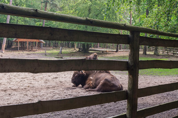 Żubry, Zagroda pokazowa, Woliński Park Narodowy, Międzyzdroje © Konrad Kerker