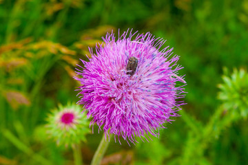 Beetle in thistle bloom