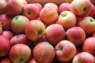 Apples ready for distribution in stores