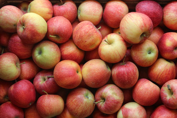 Apples ready for distribution in stores