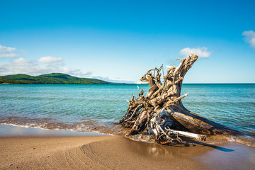 Driftwood on the sandy beach of Lake Superior during a summer day at Neys Provincial Park, Ontario, Canada