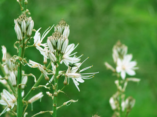 A shrub of white flowers