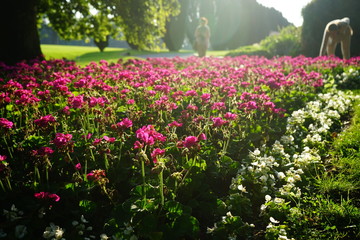 Sunday working on a garden with bright light