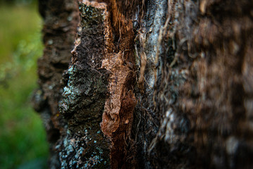 Old tree texture backgroun shoot on the forest