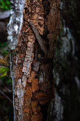 Old tree texture backgroun shoot on the forest