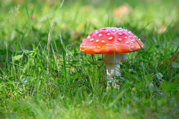 Colorful fly agaric in the green grass. Poisonous mushrooms.