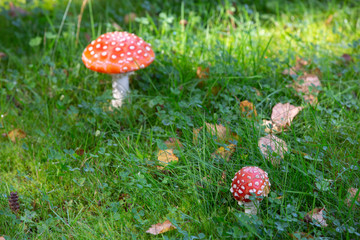Two colorful fly agaric in the green grass. Poisonous mushrooms.