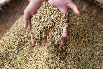 both hands holding a collection of raw rice seeds.