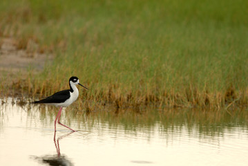 Himantopus mexicanus