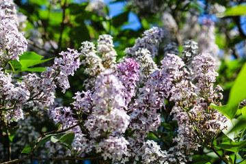Lilac bush.  Blue lilac flower close-up.