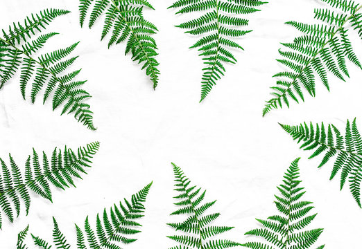 Green fern branches on a light background with free space for text. Natural background