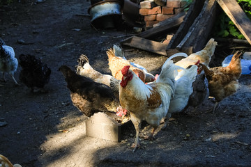 Agriculture, village.  Hens eat food in the farmyard.