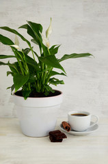 Spatifilum flower a cup of coffee on a saucer with a wand sticks on a white wood background