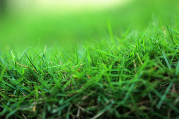 close-up of green grass plants thrives in spring