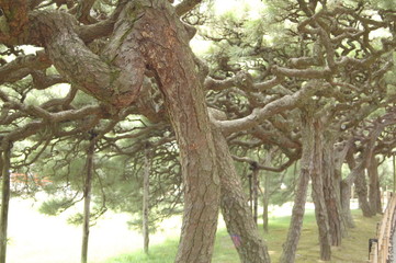  入り乱れる木の枝