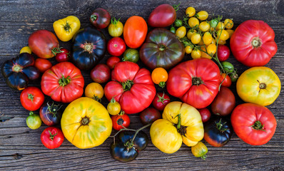 Colorful organic heirloom tomatoes