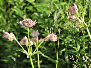 pink flowers in the meadow