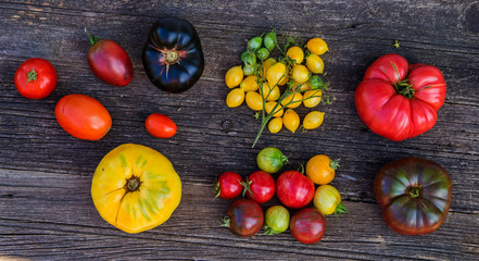 Colorful organic heirloom tomatoes