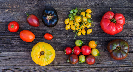 Colorful organic heirloom tomatoes