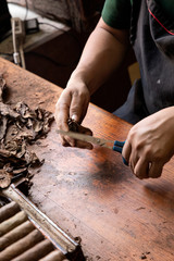 Man hands making cigars.