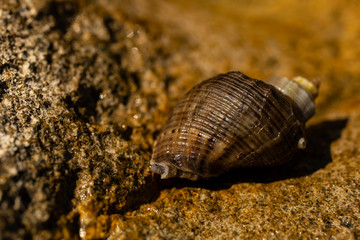 Rapana venosa, common name the veined rapa whelk, a marine gastropod mollusc or whelk, in the family Muricidae, the rock shells.